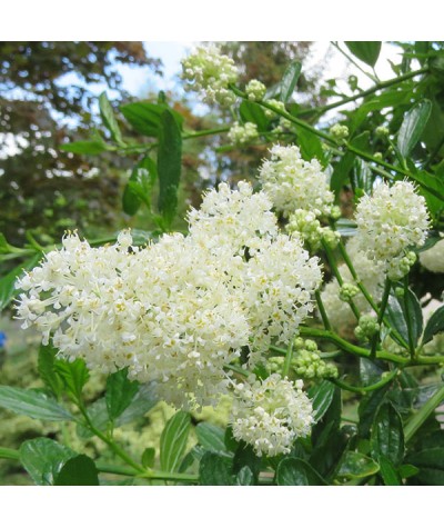 Ceanothus thyrsiflorus Millerton Point (3lt)