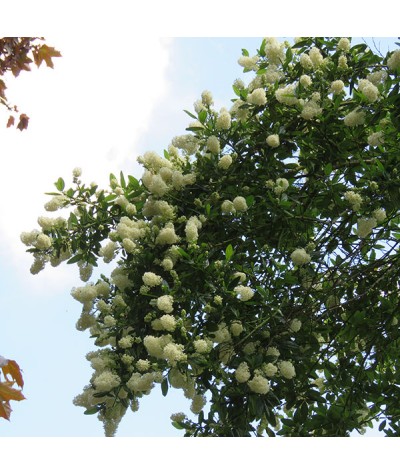 Ceanothus thyrsiflorus Millerton Point (3lt)