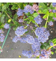 Ceanothus thyrsiflorus repens (7.5lt)
