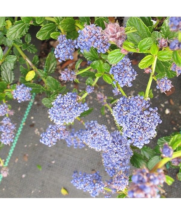 Ceanothus thyrsiflorus repens (3lt)