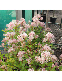 Ceanothus x pallidus Marie Simon (3lt) Ceanothus x pallidus Marie Simon (3lt)