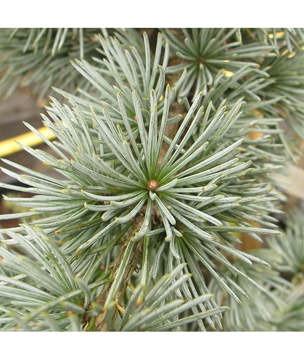 Cedrus atlantica Glauca Pendula (20lt)