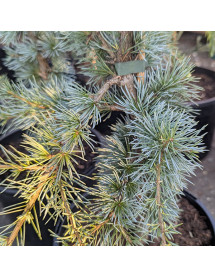 Cedrus atlantica Horstmann's Silberspitz (3lt)