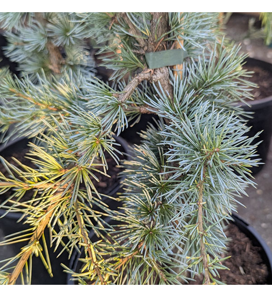 Cedrus atlantica Horstmann's Silberspitz (3lt)