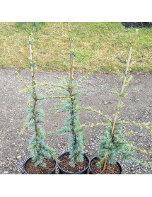 Cedrus atlantica Horstmann's Silberspitz (3lt)