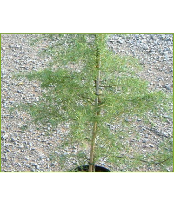 Cedrus deodara Kelly Gold (35lt)