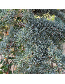 Cedrus deodara Karl Fuchs (35lt)