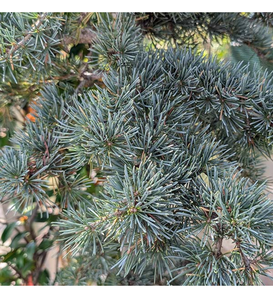Cedrus deodara Karl Fuchs (35lt) Cedrus deodara Karl Fuchs (35lt)