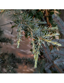 Cedrus deodara Karl Fuchs (35lt) Cedrus deodara Karl Fuchs (35lt)