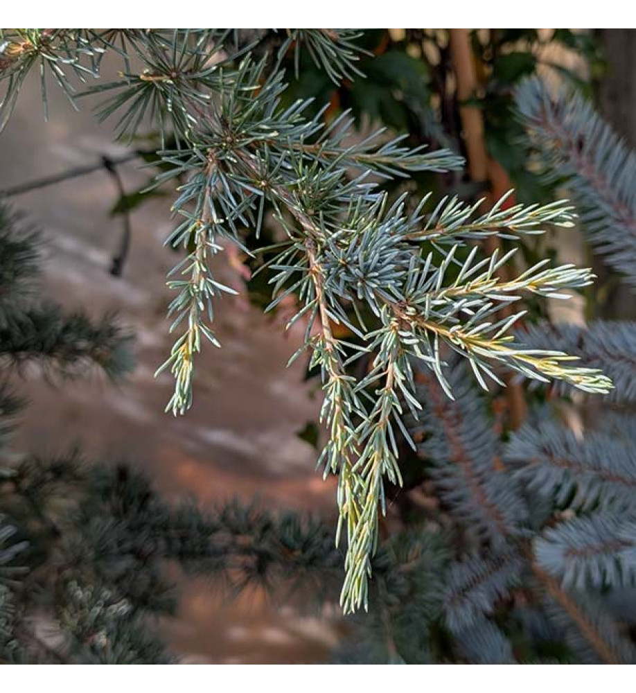 Cedrus deodara Karl Fuchs (35lt) Cedrus deodara Karl Fuchs (35lt)