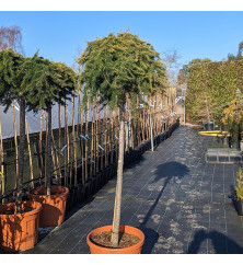 Cedrus libani Sargentii full standard (90lt)