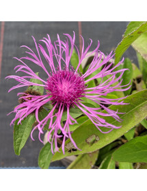 Centaurea Cara Mia (1lt)
