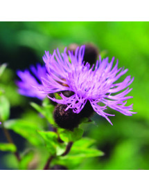 Centaurea Cara Mia (1lt)