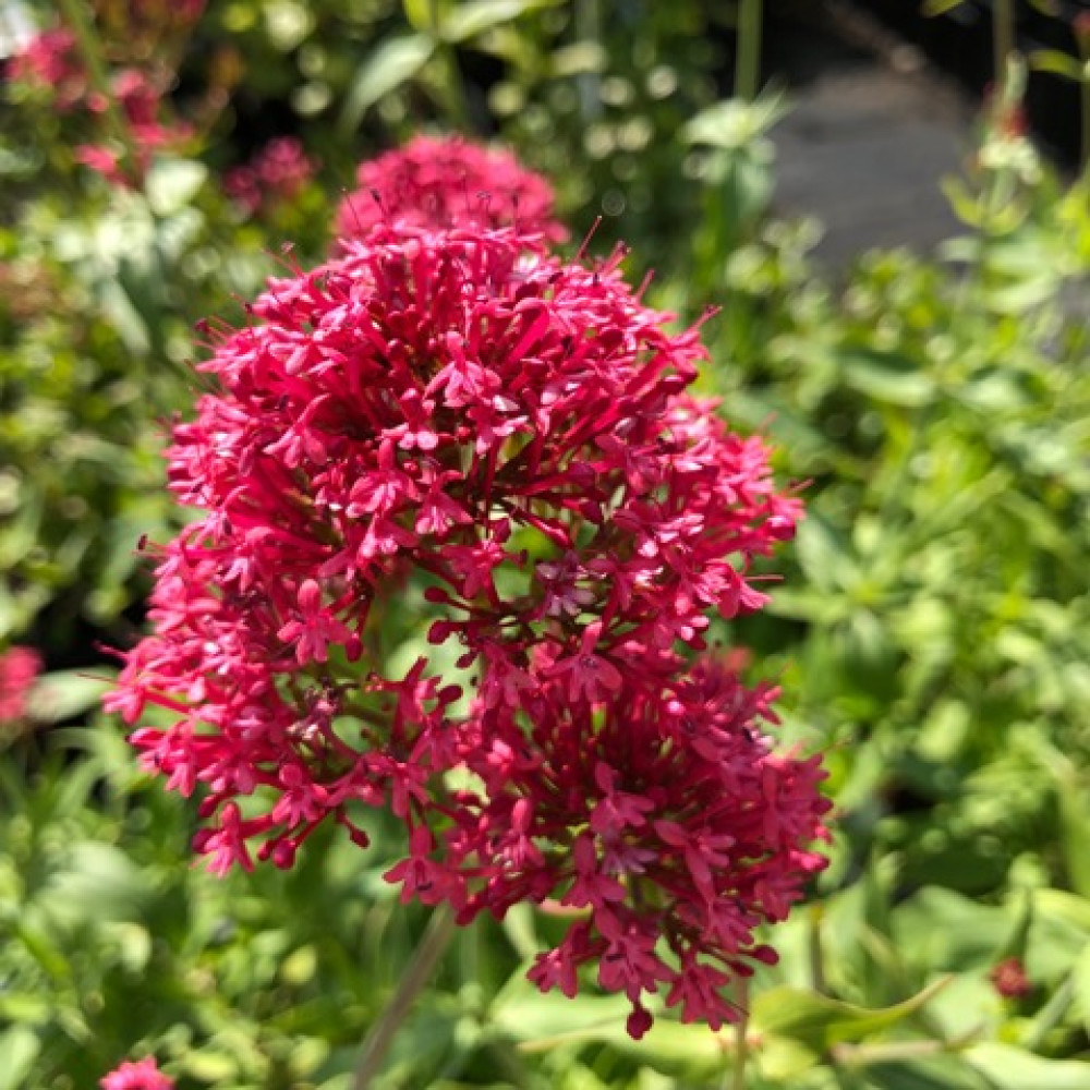 Centranthus ruber Coccineus (1lt)