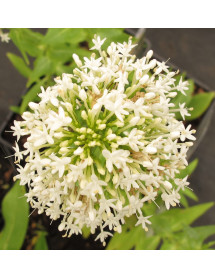 Centranthus ruber Snowcloud (1lt)