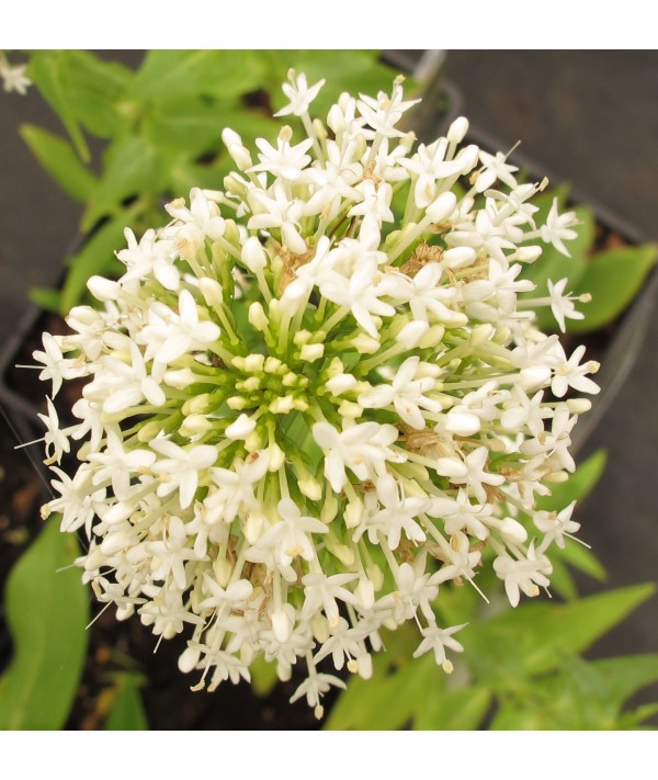 Centranthus ruber Snowcloud (1lt)