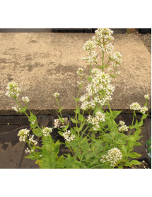 Centranthus ruber Snowcloud (1lt)