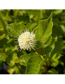Cephalanthus occidentalis (2lt) Cephalanthus occidentalis (2lt)