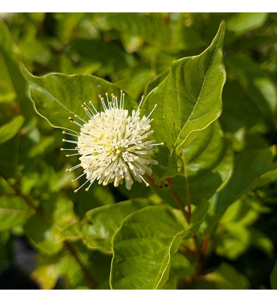 Cephalanthus occidentalis (2lt)