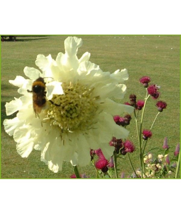 Cephalaria gigantea (1lt)