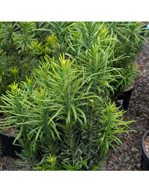 Cephalotaxus harringtonia fastigiata (2lt) Cephalotaxus harringtonia fastigiata (2lt)