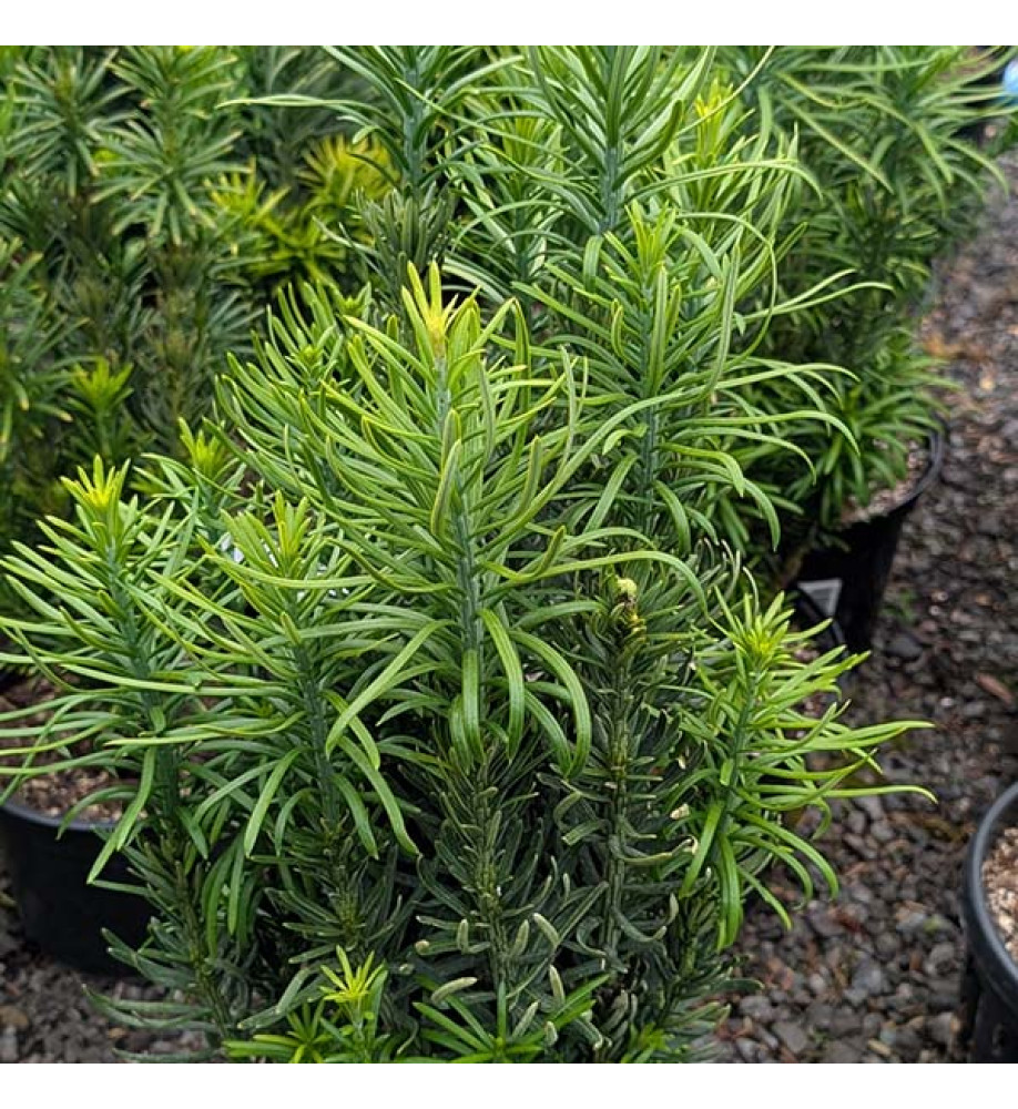 Cephalotaxus harringtonia fastigiata (2lt)