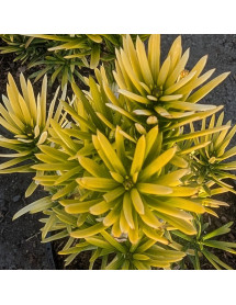 Cephalotaxus harringtonia Korean Gold (3lt)
