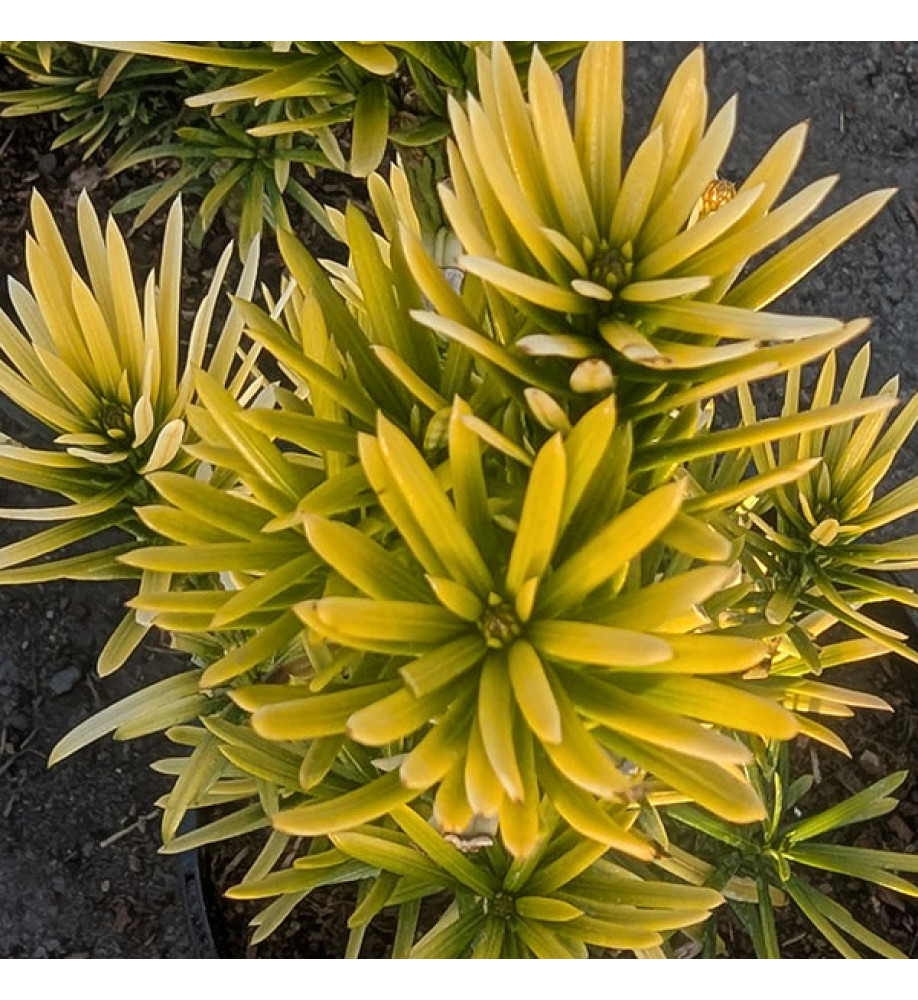 Cephalotaxus harringtonia Korean Gold (3lt)
