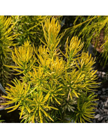 Cephalotaxus harringtonia Korean Gold (3lt) Cephalotaxus harringtonia Korean Gold (3lt)