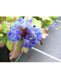 Ceratostigma plumbaginoides (1lt)