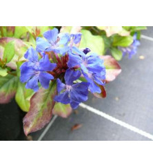 Ceratostigma plumbaginoides (1lt) Ceratostigma plumbaginoides (1lt)