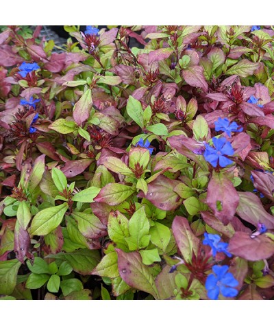 Ceratostigma plumbaginoides (1lt)