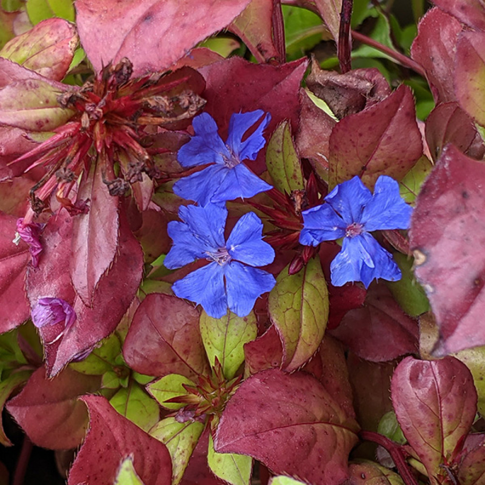 Ceratostigma plumbaginoides (1lt)