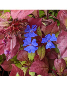 Ceratostigma plumbaginoides (1lt)