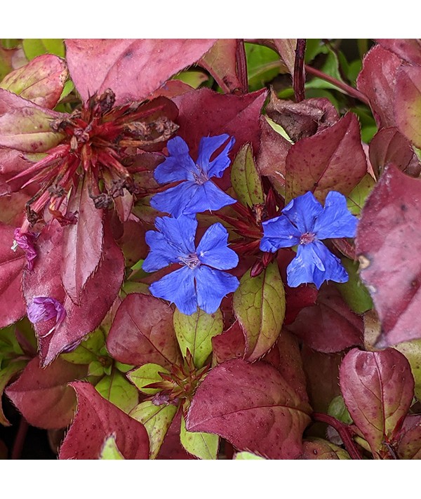 Ceratostigma plumbaginoides (0.8lt)