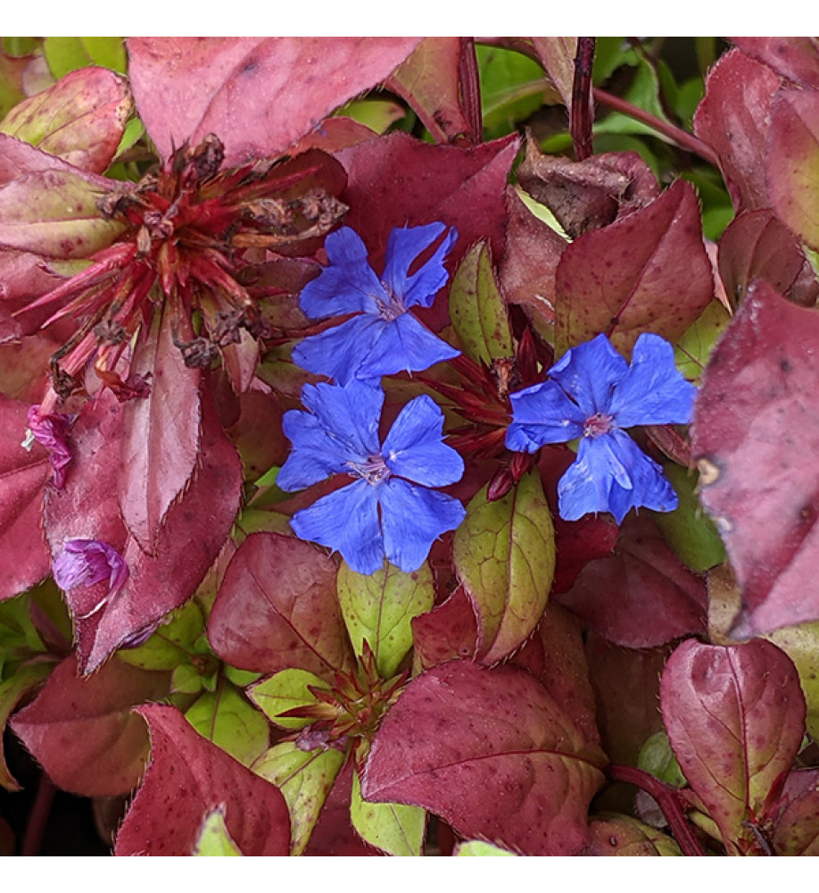 Ceratostigma plumbaginoides (1lt)