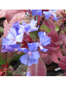 Ceratostigma plumbaginoides (0.8lt) Ceratostigma plumbaginoides (0.8lt)