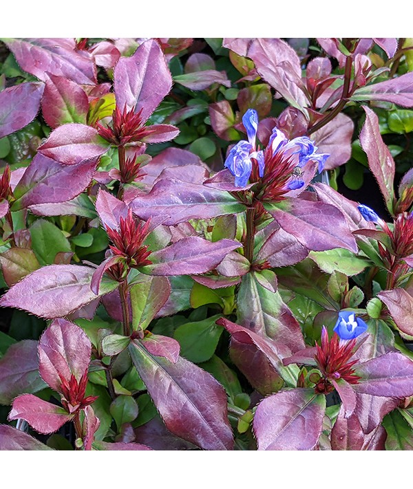 Ceratostigma plumbaginoides (1lt) Ceratostigma plumbaginoides (1lt)