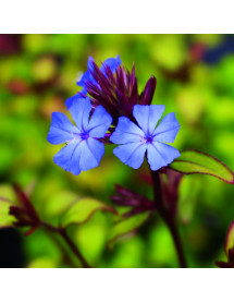 Ceratostigma willmottianum (2lt)