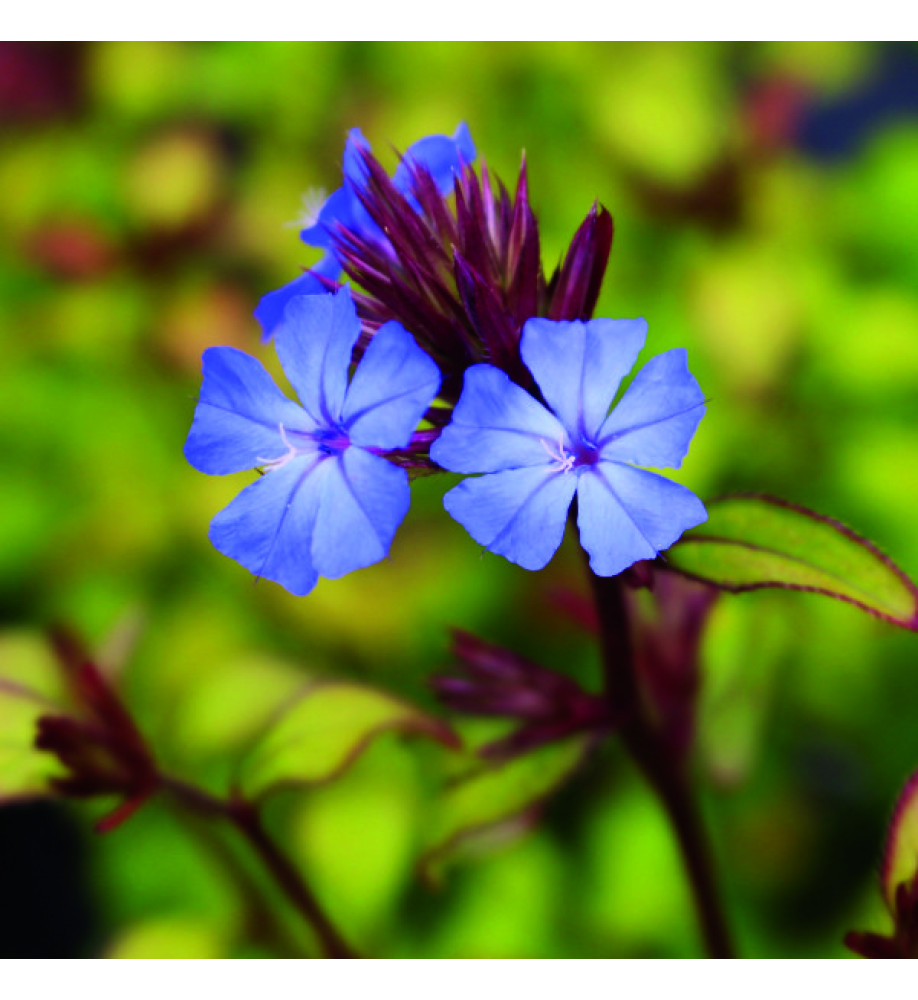 Ceratostigma willmottianum (2lt)