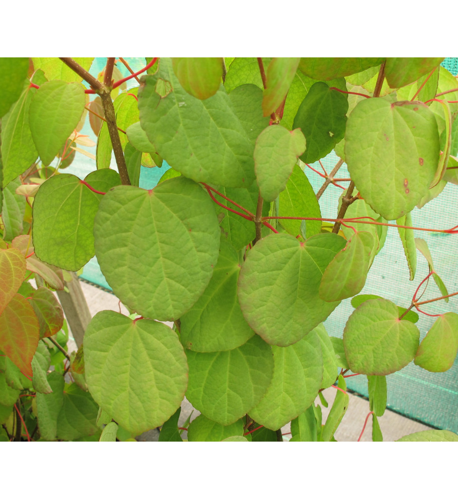 Cercidiphyllum japonicum (12lt)
