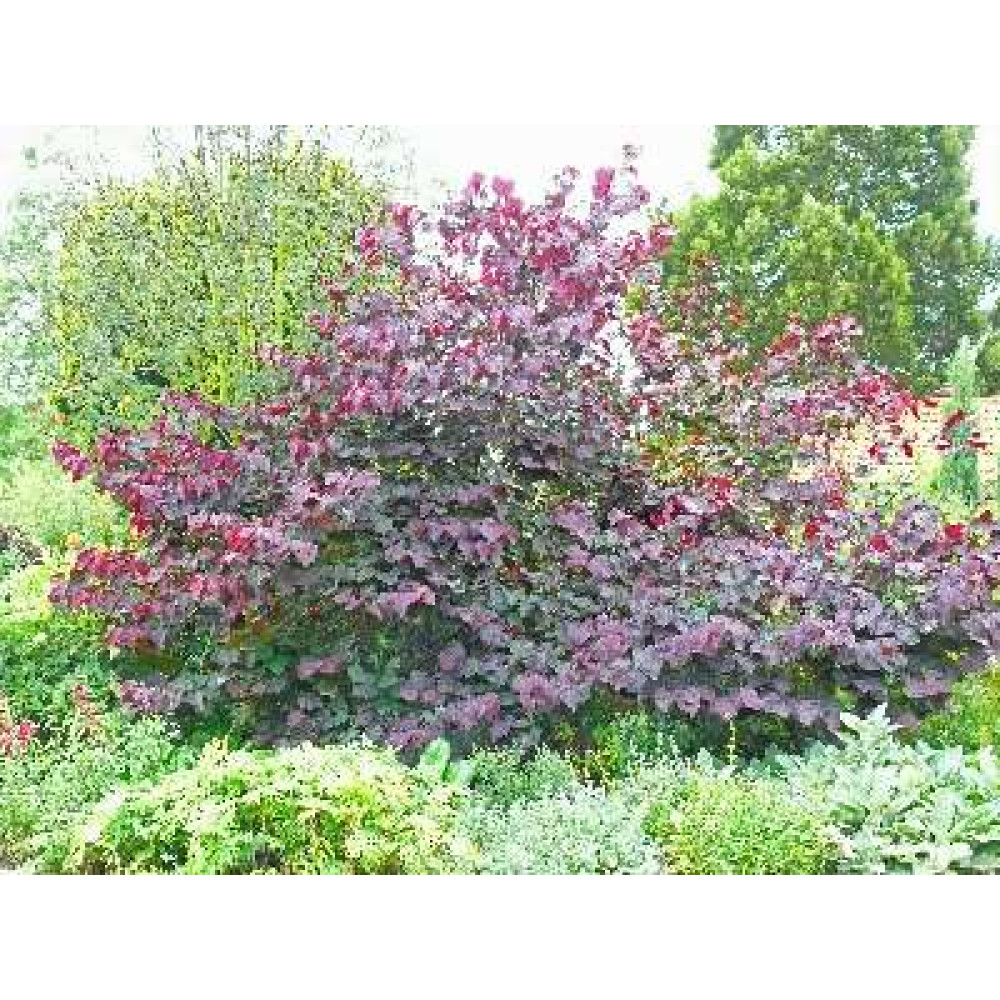 Cercis canadensis Forest Pansy (12lt)