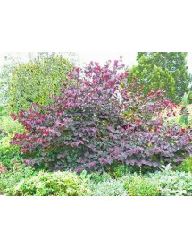 Cercis canadensis Forest Pansy (12lt)