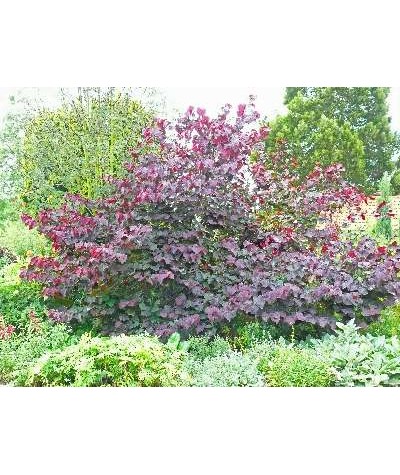 Cercis canadensis Forest Pansy (12lt)