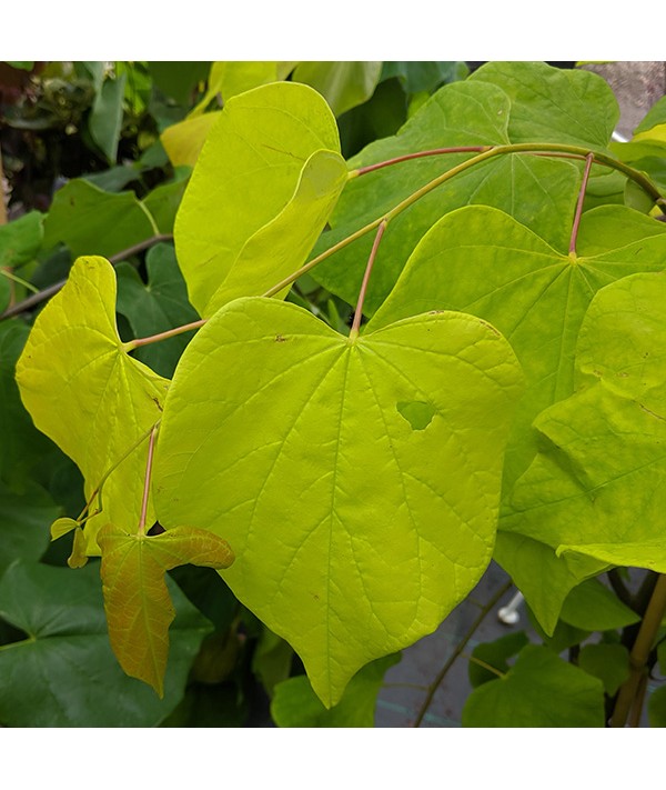Cercis canadensis Hearts of Gold (12lt)