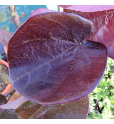 Cercis canadensis Merlot (10lt)