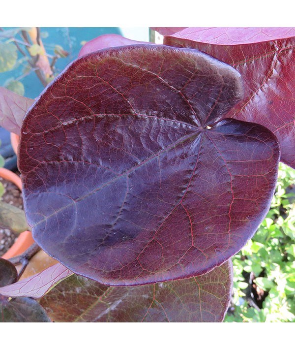 Cercis canadensis Merlot (20lt)