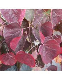 Cercis canadensis Ruby Falls (18lt) Cercis canadensis Ruby Falls (18lt)