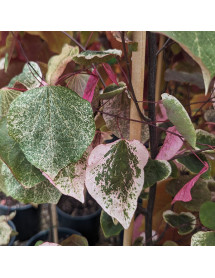 Cercis canadensis Carolina Sweetheart (12lt)