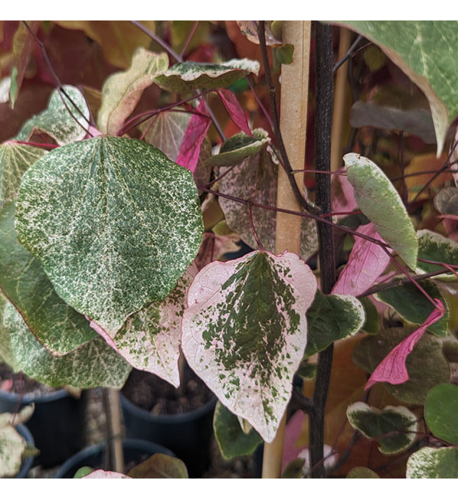 Cercis canadensis Carolina Sweetheart (12lt)